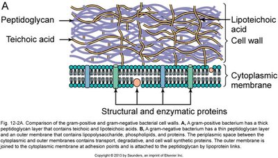 Diagram of Gram-positive cell wall structure