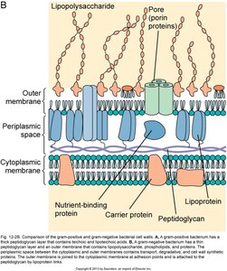 Diagram of Gram-negative cell wall structure