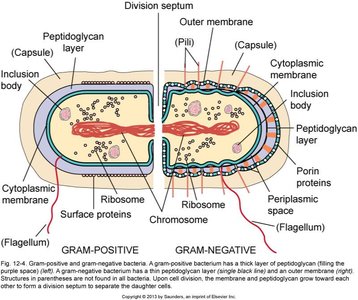 Diagram comparing Gram-positive and Gram-negative bacterial cell envelopes