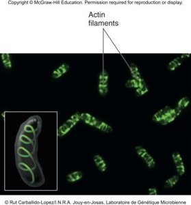 Fluorescent micrograph of actin-like filaments in bacteria