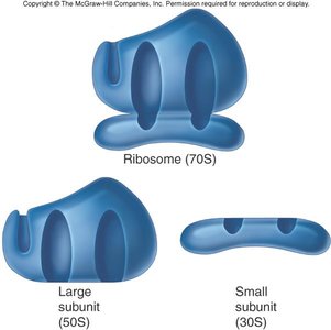 Diagram of prokaryotic ribosome structure