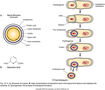 Diagram of endospore structure and formation