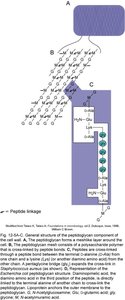 Diagram of peptidoglycan structure