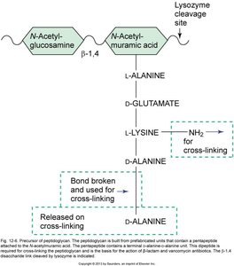 Peptidoglycan synthesis pathway