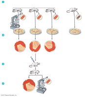 Diagram of Koch's Postulates