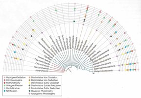 Phylogenetic tree showing metabolic diversity across bacterial phyla
