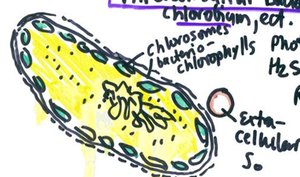 Diagram of green sulfur bacterium with chlorosomes and extracellular sulfur