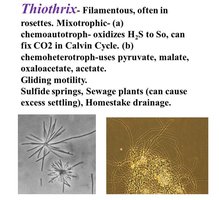 Thiothrix: filamentous, mixotrophic sulfur-oxidizing bacterium