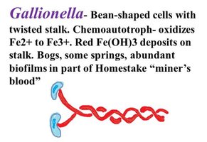Gallionella: iron-oxidizing bacterium with twisted stalk