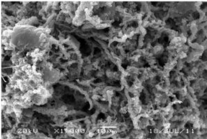 Electron micrograph of iron-oxidizing biofilm