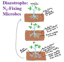 Diagram of diazotrophic symbiosis with plant roots