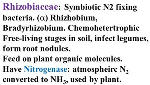 Description of Rhizobiaceae and their symbiotic role