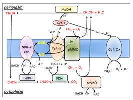 Diagram of methanotroph metabolic pathways