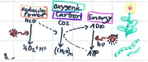 Diagram of oxygenic photosynthesis showing energy and carbon flow