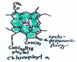 Structure of chlorophyll a