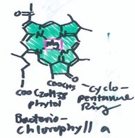 Structure of bacteriochlorophyll a