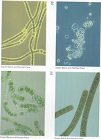 Microscopic images of cyanobacteria