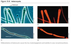 Heterocysts in cyanobacteria