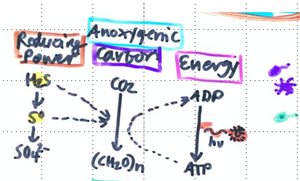 Diagram of anoxygenic photosynthesis