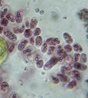 Purple sulfur bacteria in a natural environment
