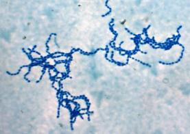 Staphylococci arrangement