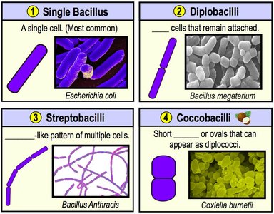 Bacilli arrangements