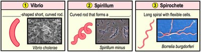 Spiral-shaped bacterial cells