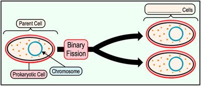 Binary fission overview