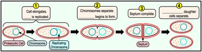 Steps of binary fission