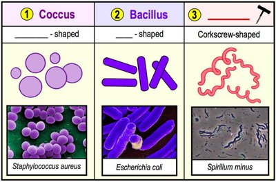 Bacterial cell morphologies