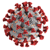 3D model of a coronavirus virion