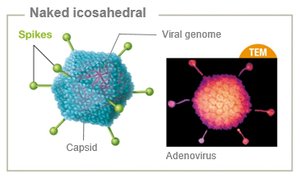 Naked icosahedral virus with spikes