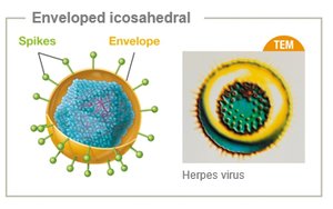 Enveloped icosahedral virus with spikes