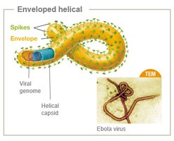 Enveloped helical virus with spikes