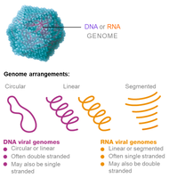 Viral genome arrangements: circular, linear, segmented