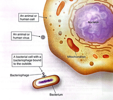 Comparison of animal cell, animal virus, and bacteriophage