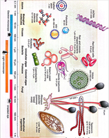 Size comparison of viruses, cells, and other biological structures