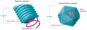 Helical and icosahedral capsid structures