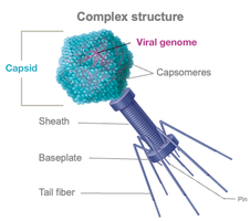 Complex bacteriophage structure