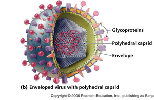 Enveloped virus with polyhedral capsid