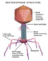 Bacteriophage structure