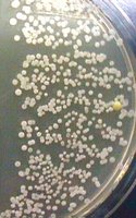 Bacterial colonies on nutrient agar plate, Time 6