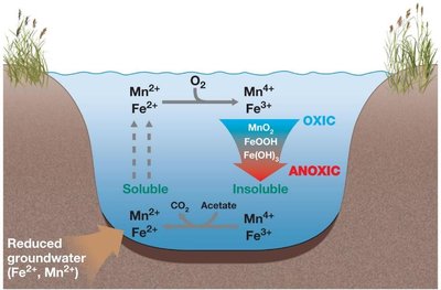 Diagram of the nitrogen cycle