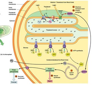 Diagram of photosynthetic membranes and proton pumping