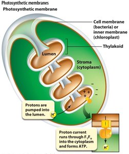 Diagram of chloroplast structure and Calvin cycle