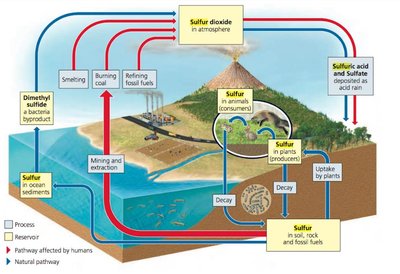 Diagram of the sulfur cycle