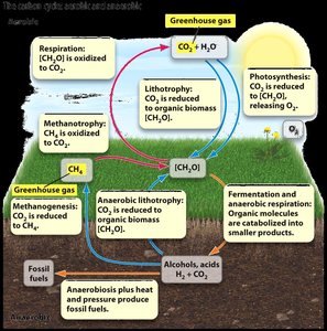 Diagram of the carbon cycle