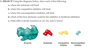 Enzyme, substrate, competitive inhibitor, and noncompetitive inhibitor diagram