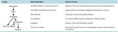 Comparison table: Bacteriophage and animal viral multiplication