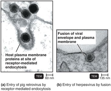 Entry of viruses into host cells